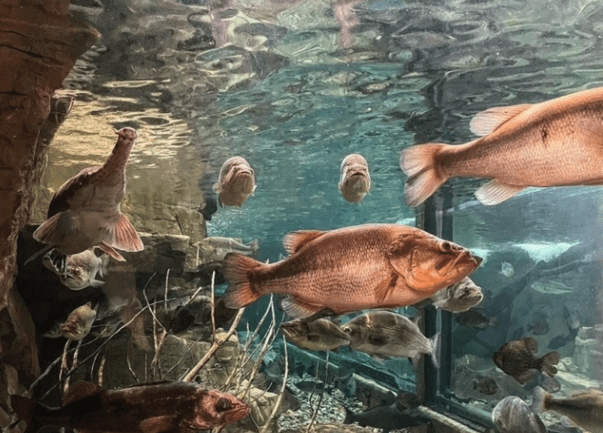 Bass Pro Shop